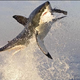 Image for article titled Anti-Shark Device Eaten by Irony-Loving Great White